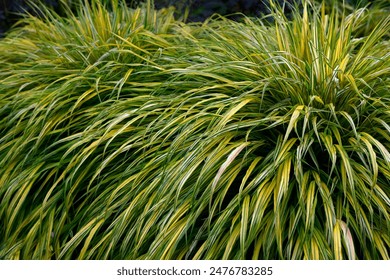 NBA季后赛巅峰对决直播预告:詹姆斯领衔湖人迎战卫冕冠军掘金 NBA季后赛巅峰对决直播预告:詹姆斯领衔湖人迎战卫冕冠军掘金